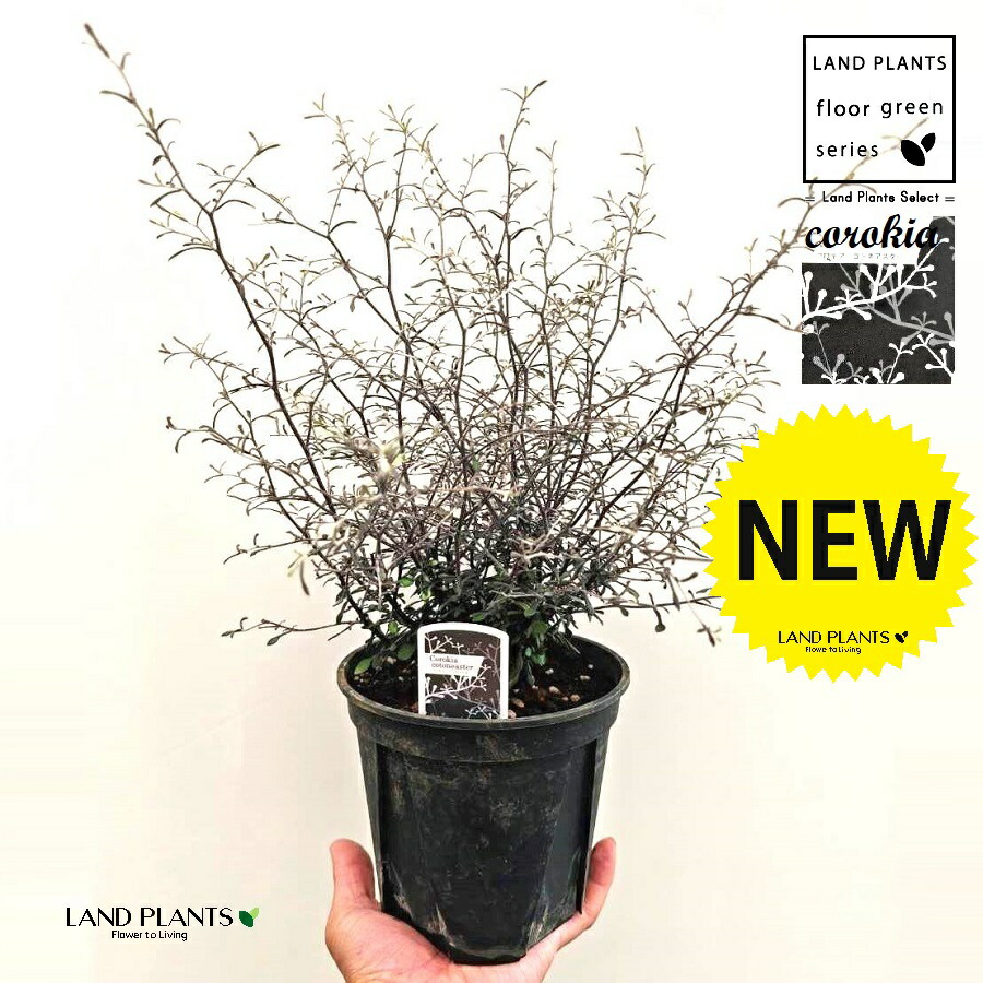 楽天市場】コロキア コトネアスター 6号サイズ 50cm 販売 通販 種類