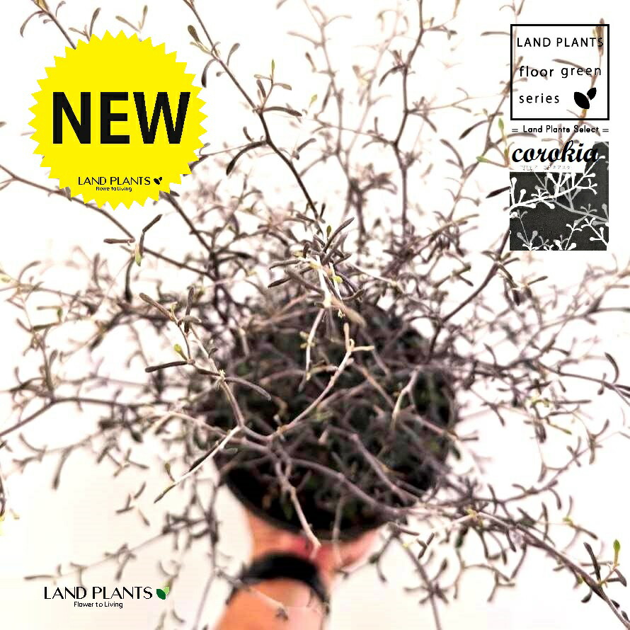 楽天市場】コロカシア 【ビッグディッパー】 4号ポット苗 : 苗木部