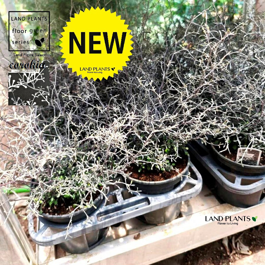 楽天市場】コロキア コトネアスター 6号サイズ 50cm 販売 通販 種類