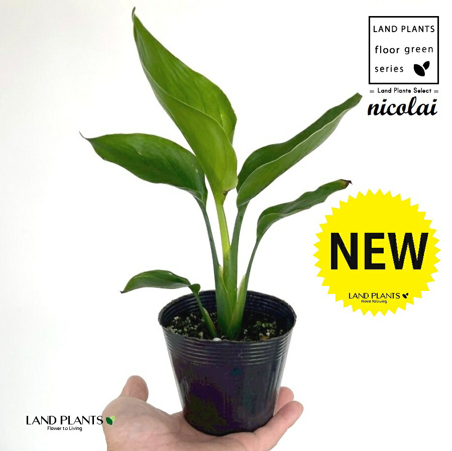 楽天市場】オクナセルラータ 3.5号ポット苗 【ハナヒロバリュー