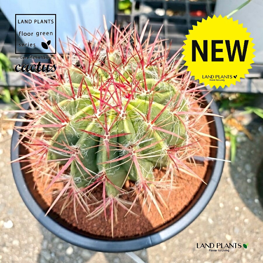 楽天市場】サボテン：フェロカクタス 神仙玉 南方形*幅16cm 現品