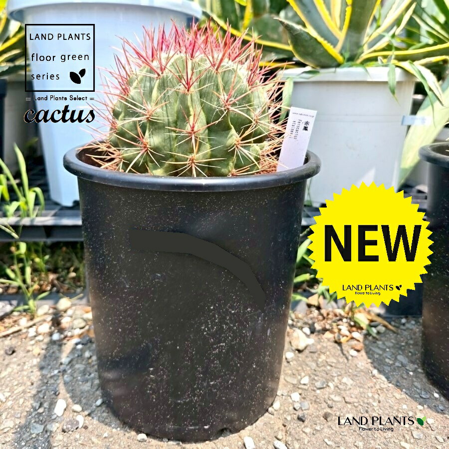 楽天市場】サボテン（赤鳳：フェロカクタス） 8号 プラスチック苗 1鉢