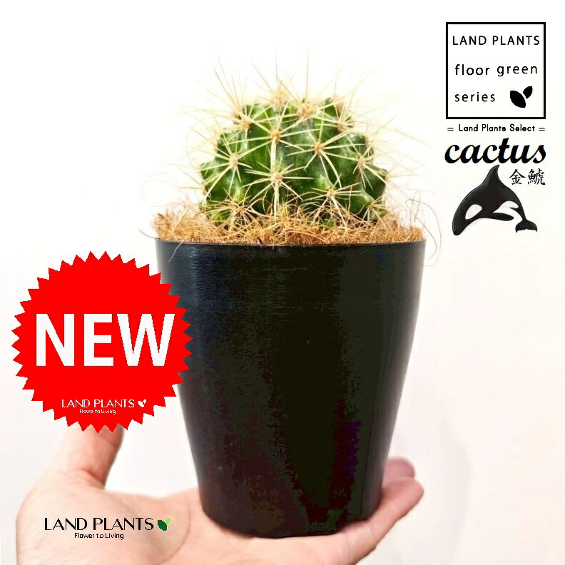 楽天市場】（多肉植物）サボテン エキノカクタス 金鯱（キンシャチ