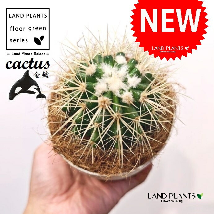 楽天市場】（多肉植物）サボテン エキノカクタス 金鯱（キンシャチ