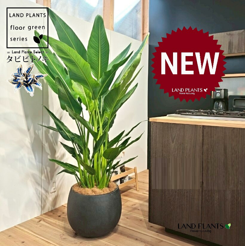 楽天市場】観葉植物：タビビトノキ*8号プラポット旅人の木 オオギ