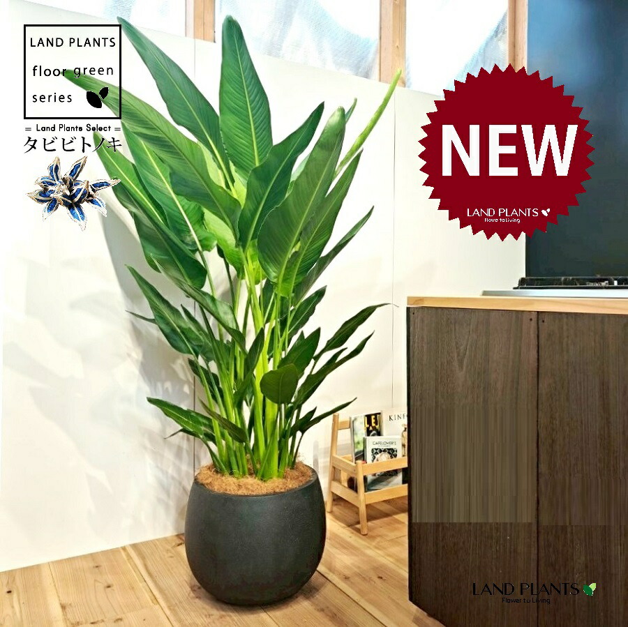 2点おまとめです！ オウギバショウ、扇芭蕉、旅人の木、タビビトノキ 2点おまとめです！ オウギバショウ、扇芭蕉、旅人の木