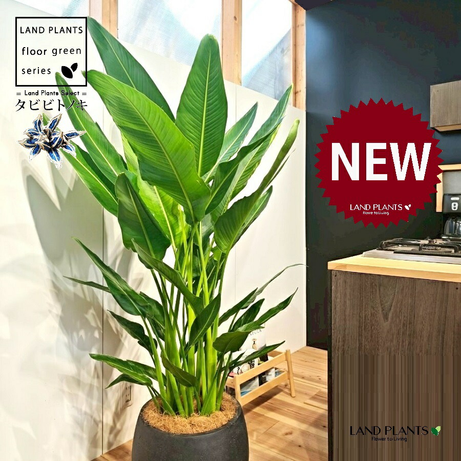 楽天市場】観葉植物：タビビトノキ*8号プラポット旅人の木 オオギ