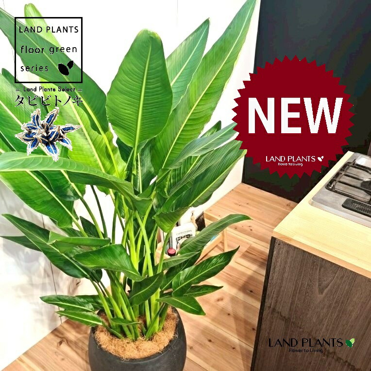 超大型のオウギバショウ、扇芭蕉、旅人の木、タビビトノキ 旅人の木、扇芭蕉、オウギバショウ、タビビトノキ タビビトノキ