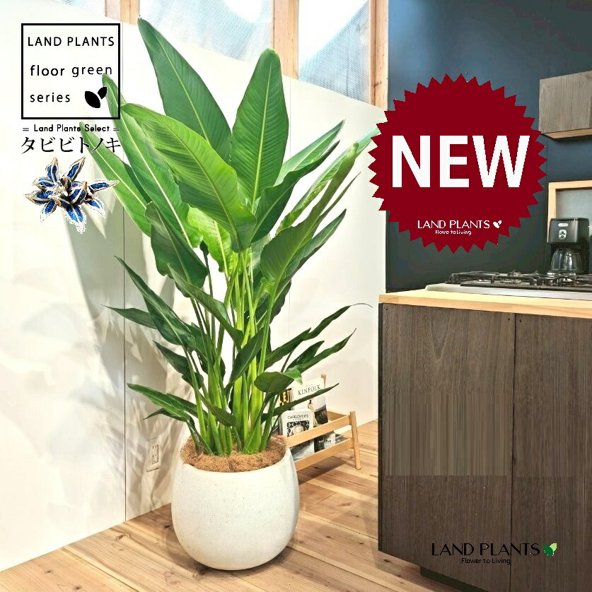 楽天市場】観葉植物：タビビトノキ*8号プラポット旅人の木 オオギ