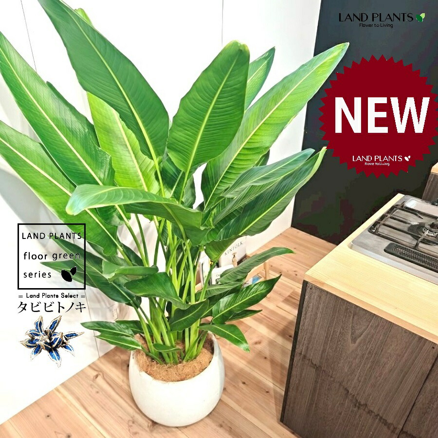 楽天市場】観葉植物：タビビトノキ*8号プラポット旅人の木