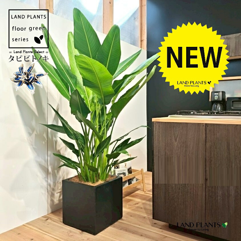 楽天市場】観葉植物：タビビトノキ*8号プラポット旅人の木 オオギ