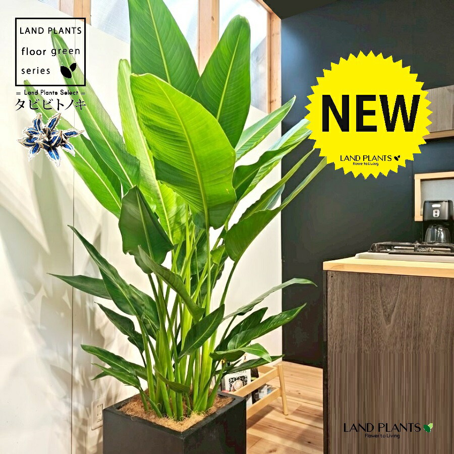 楽天市場】観葉植物：タビビトノキ*8号プラポット旅人の木 オオギ