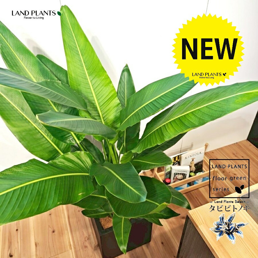 楽天市場】観葉植物：タビビトノキ*8号プラポット旅人の木 オオギ