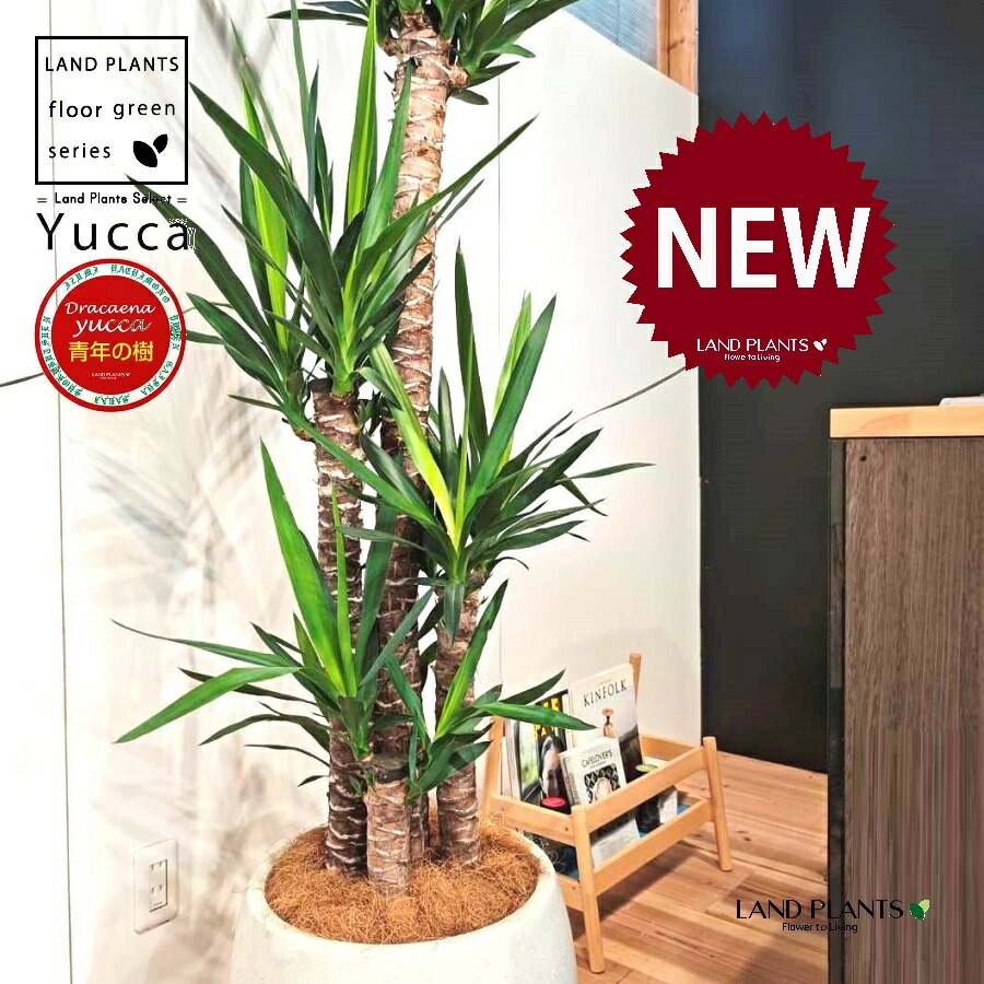 ドラセナ（ユッカ：青年の樹） 10号 白色 ぽってり スタイリッシュ 植木鉢 1鉢 【内部受皿・ココファイバー】 エレファンティペス 青年の木 セイネンノキ ドラセナユッカ ヤッカ センジュラン 千寿蘭 yucca