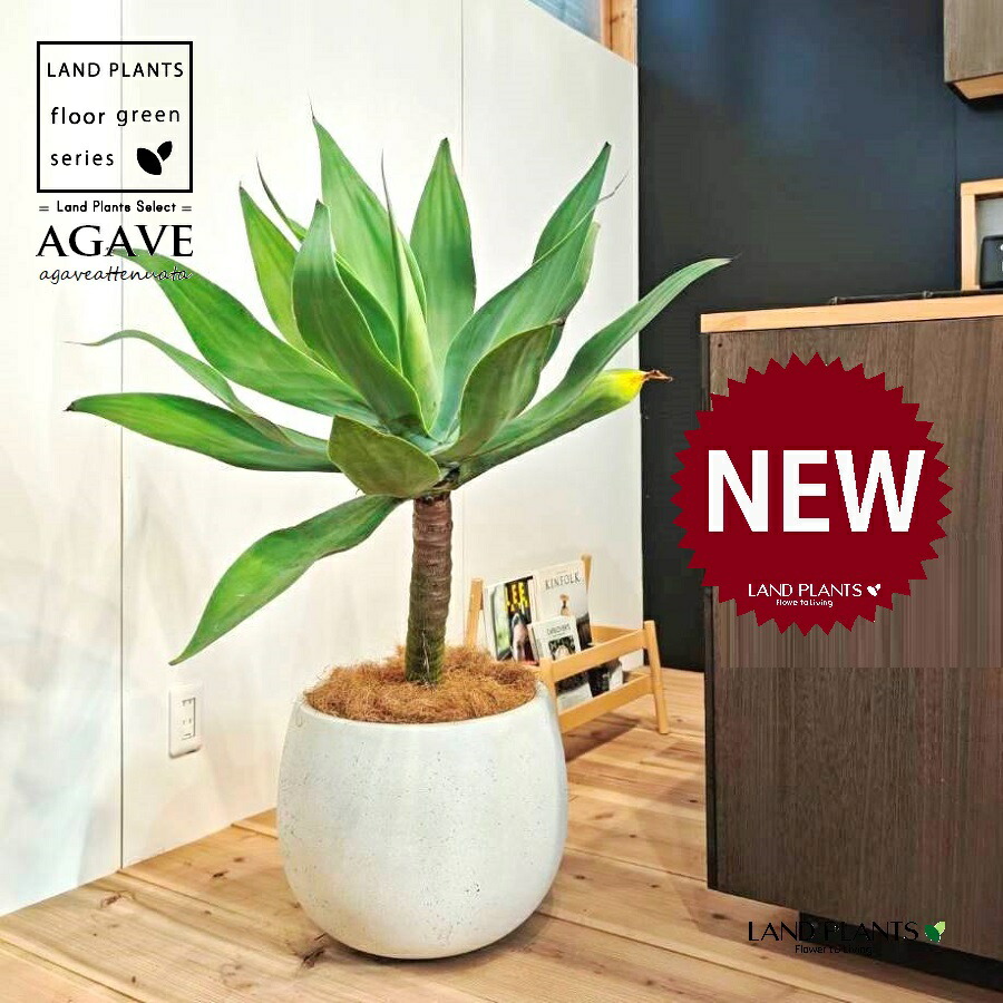 楽天市場】【現品】アガベ・アテナータ 8号 黒鉢【選べる観葉植物