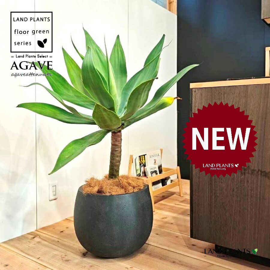 楽天市場】アガベ（アテナータ）幹上がり 10号 プラスチック鉢 約130cm