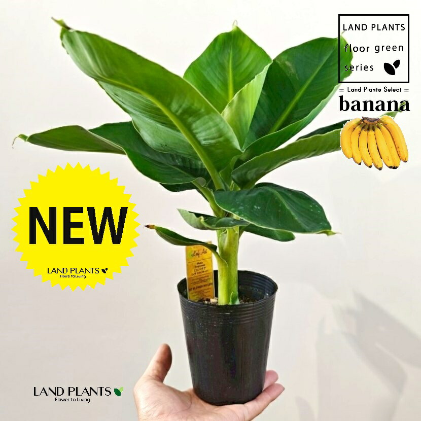 楽天市場】耐寒性バナナ苗 エンセテ マウレリー苗庭植えバナナ苗 アビ