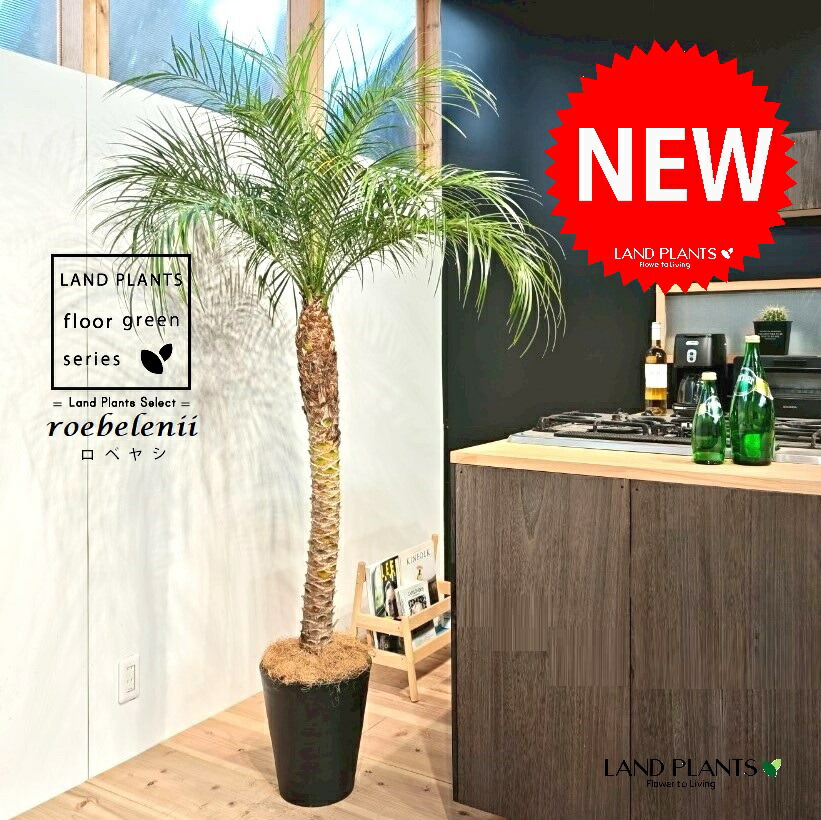 楽天市場】フェニックス ロベレニー 5号鉢 ヤシ 観葉植物 お洒落