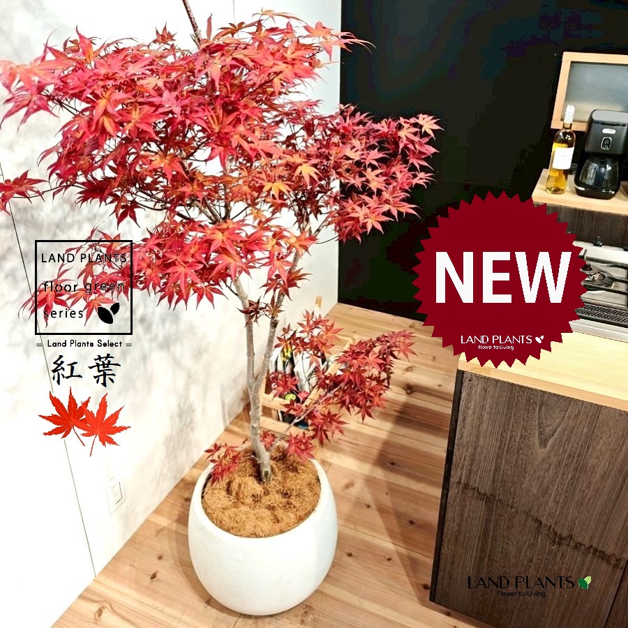 モミジ（紅葉：ノムラモミジ） 10号 白色 ぽってり スタイリッシュ 植木鉢 1鉢 【内部受皿・ココファイバー】 もみじ 紅葉 カエデ 楓 野村モミジ 野村紅葉 武蔵野 ムサシノ 赤系モミジ Japanese maple Acer palmatum cv.sanguineum