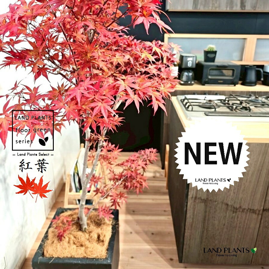 楽天市場】モミジ 【ミレニアムレッド】 5号ロングポット : 苗木部