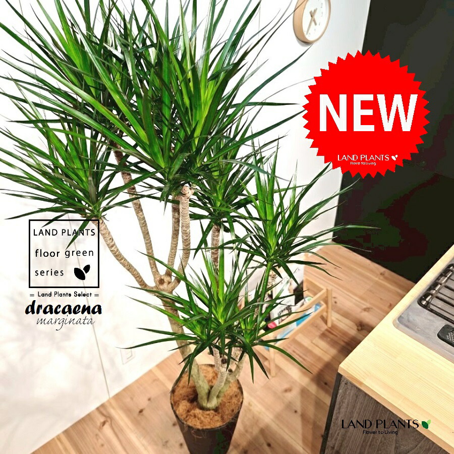 楽天市場】観葉植物：ドラセナ コンシンネ 龍*8号セラアート鉢 受皿付