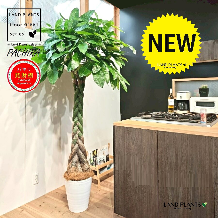 パキラ（編込み） 10号 白色 セラアート鉢 1鉢 【受皿・ココファイバー】発財樹（Money tree） カイエンナッツPachira aquatica｜LAND PLANTS 店