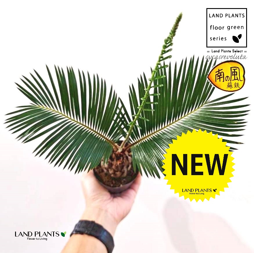 ラブリン　ソテツ ラブリン ソテツ ソテツ – TaiShoDo ONLINE SHOP