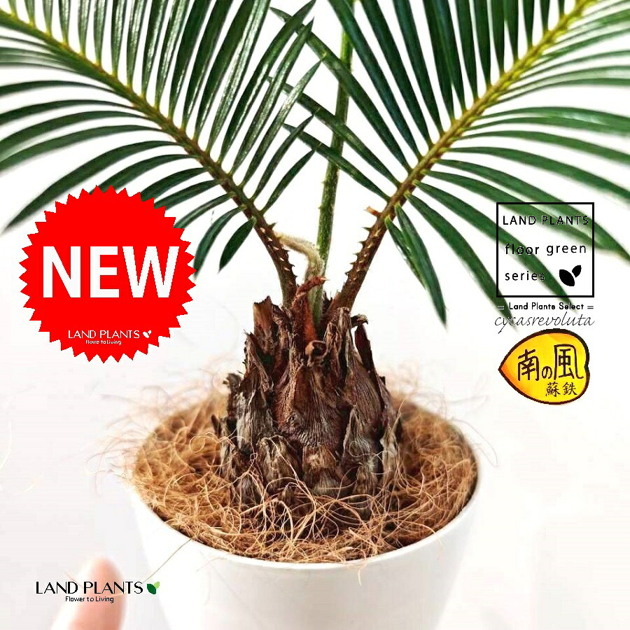 楽天市場】ソテツ（こども蘇鉄） 3.5号 プラスチック苗 1鉢 蘇鉄 裸子