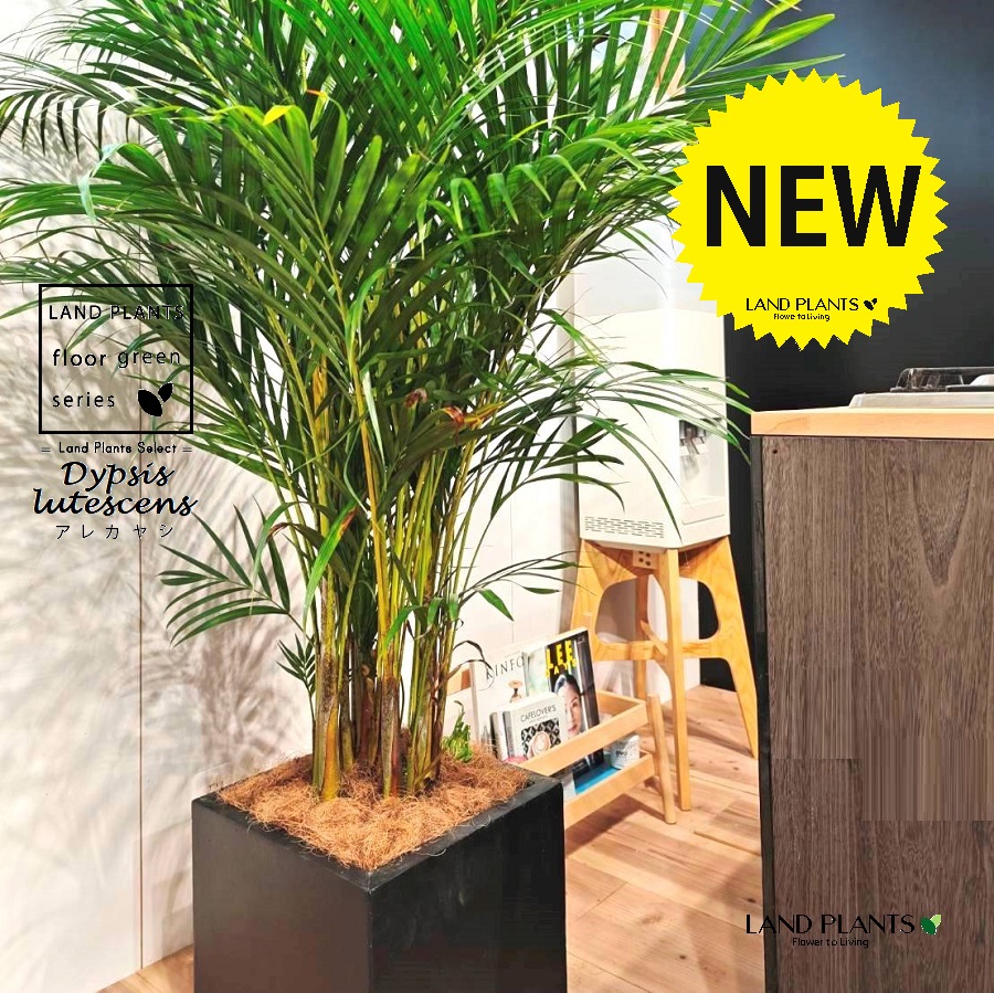 アレカヤシ ファイバー鉢 お皿付き アレカヤシ ファイバーセメント鉢