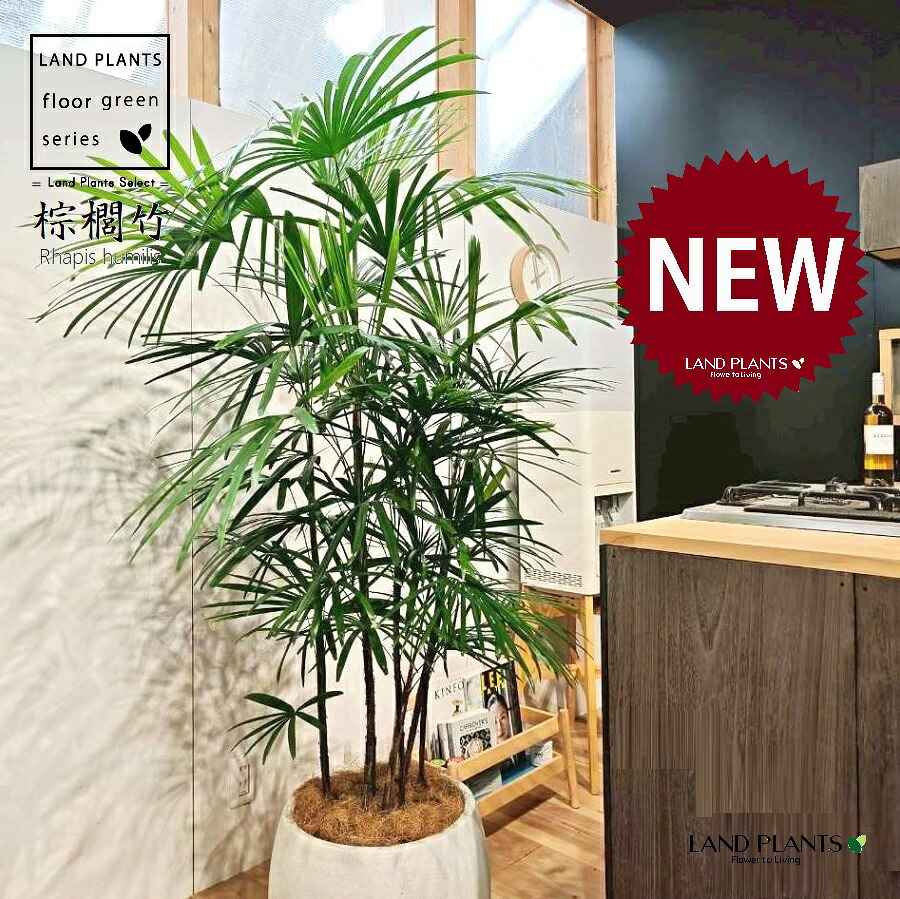 【古典園芸植物】 シュロチク：棕櫚竹（複数本株立ち） 10号 白色 ぽってり スタイリッシュ 植木鉢 【ココファイバー・受皿】 棕梠竹 観棕竹 カンシュウチク ラピス カンノン竹 棕梠竹 シュロ竹 観音竹 Rhapis humilis 39,800円