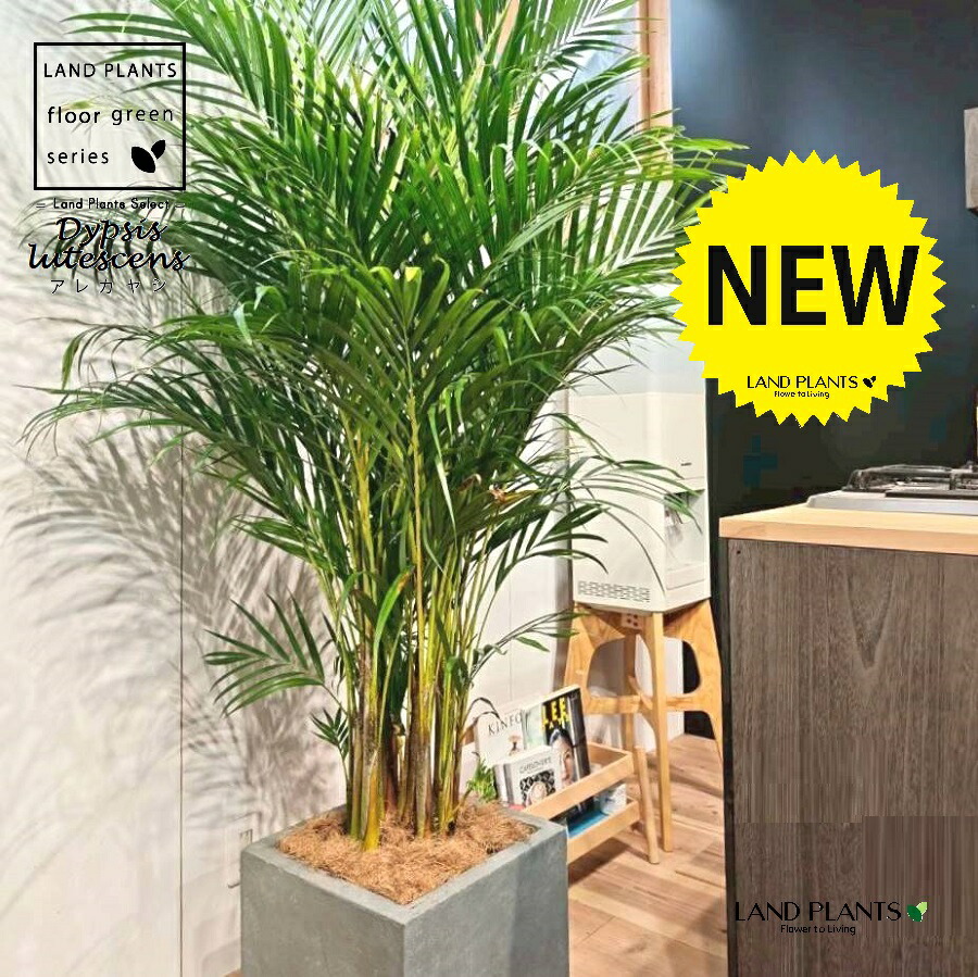 楽天市場】ヤシの木（アレカヤシ） 10号 ファイバー製 キューブ 陶器鉢