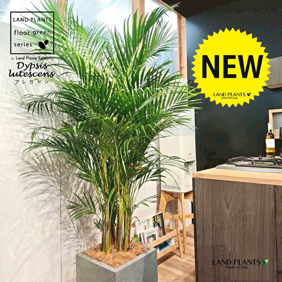 楽天市場】ヤシの木（アレカヤシ） 10号 ファイバー製 キューブ 陶器鉢