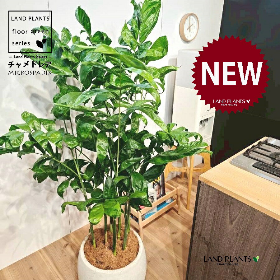 チャメドレア（高性品種：大型） 10号 白色 ぽってり スタイリッシュ 植木鉢 1鉢 【ココファイバー・受皿】 高性チャメドレア コウセイチャメドレア チャメ ヤシ ヤシノキ 椰子 椰子の木 C. microspadix