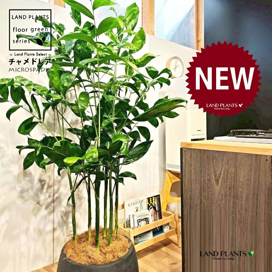 チャメドレア（高性品種：大型） 10号 黒色 ぽってり スタイリッシュ 植木鉢 1鉢 【ココファイバー・受皿】 高性チャメドレア コウセイチャメドレア チャメ ヤシ ヤシノキ 椰子 椰子の木 C. microspadix
