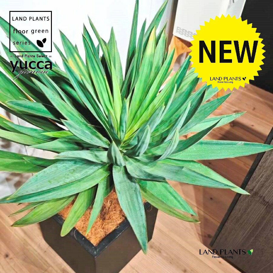 楽天市場】現品！◇ユッカ・グロリオサ 2頭分岐株！10号鉢植え