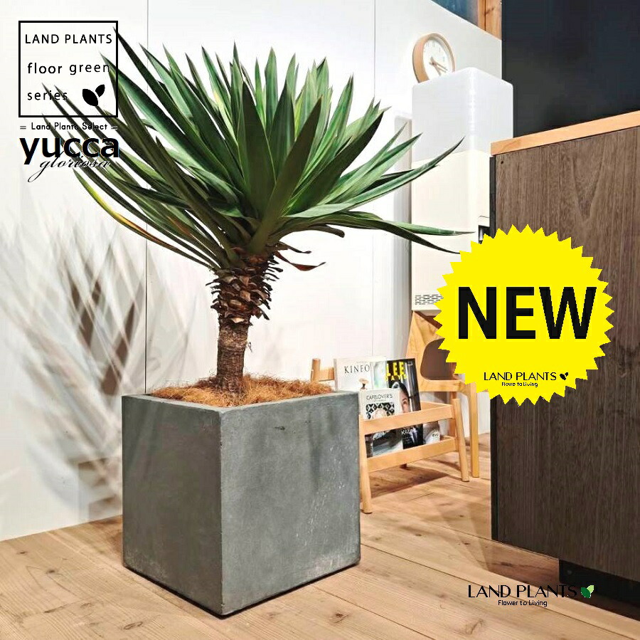 楽天市場】現品！◇ユッカ・グロリオサ 2頭分岐株！10号鉢植え