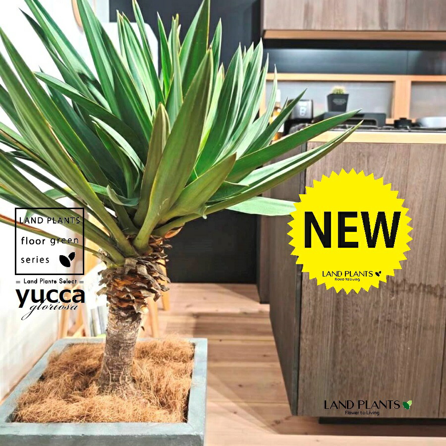 楽天市場】現品！◇ユッカ・グロリオサ 2頭分岐株！10号鉢植え