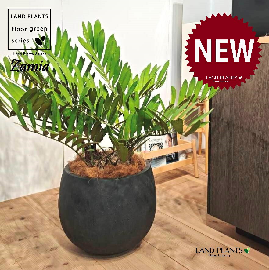 楽天市場】【現品発送】ザミア フロリダーナ 7号セラアート鉢植え 苗木