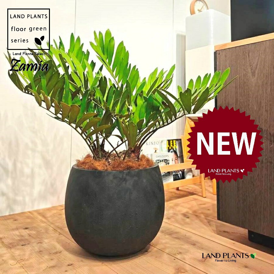 楽天市場】【現品発送】ザミア フロリダーナ 7号セラアート鉢植え 苗木