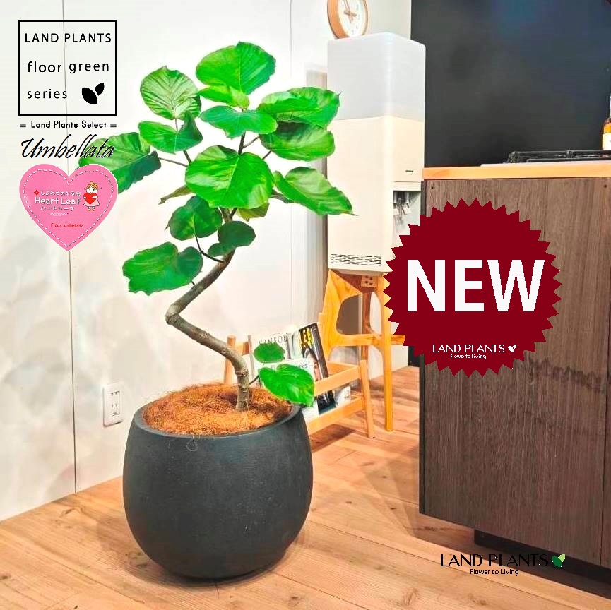 ウンベラータ（低木仕立ての 3D曲がり） 10号 黒色 ぽってり スタイリッシュ 植木鉢 1鉢 【内部受皿・ココファイバー】 曲がり 曲げ カーブ フィカス フィカスウンベラータ ゴム ゴムの木 Ficus umbellata 7-0988