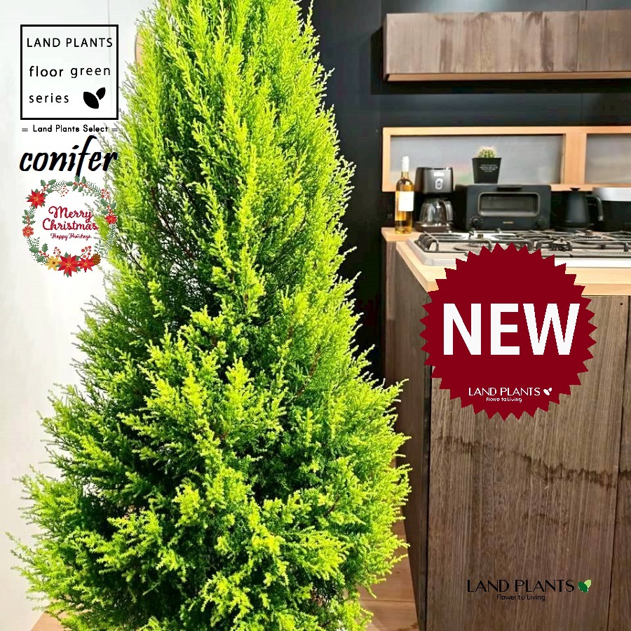 ゴールドクレスト（ツリー型：180cm） 10号 白色 ぽってり スタイリッシュ 植木鉢 1鉢 【受皿・ココファイバー】 クリスマス クリスマスツリー ヒバ コニファー コニファ ヒノキ 針葉樹 conifer Hesperocyparis macrocarpa 'Goldcrest' 26,496円