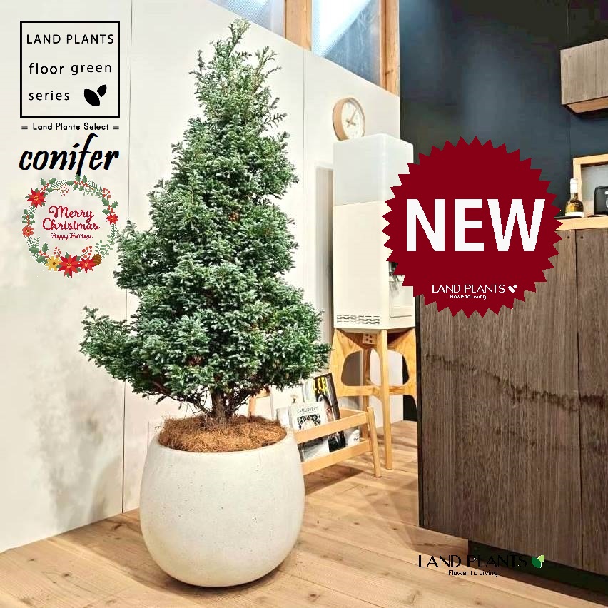 ボールバード（ツリー型：150cm） 10号 白色 ぽってり スタイリッシュ 植木鉢 1鉢 【受皿・ココファイバー】 クリスマス クリスマスツリー ブルーバード ヒバ コニファー コニファ ヒノキ 針葉樹 Chamaecyparis pisifera'Boulevard'