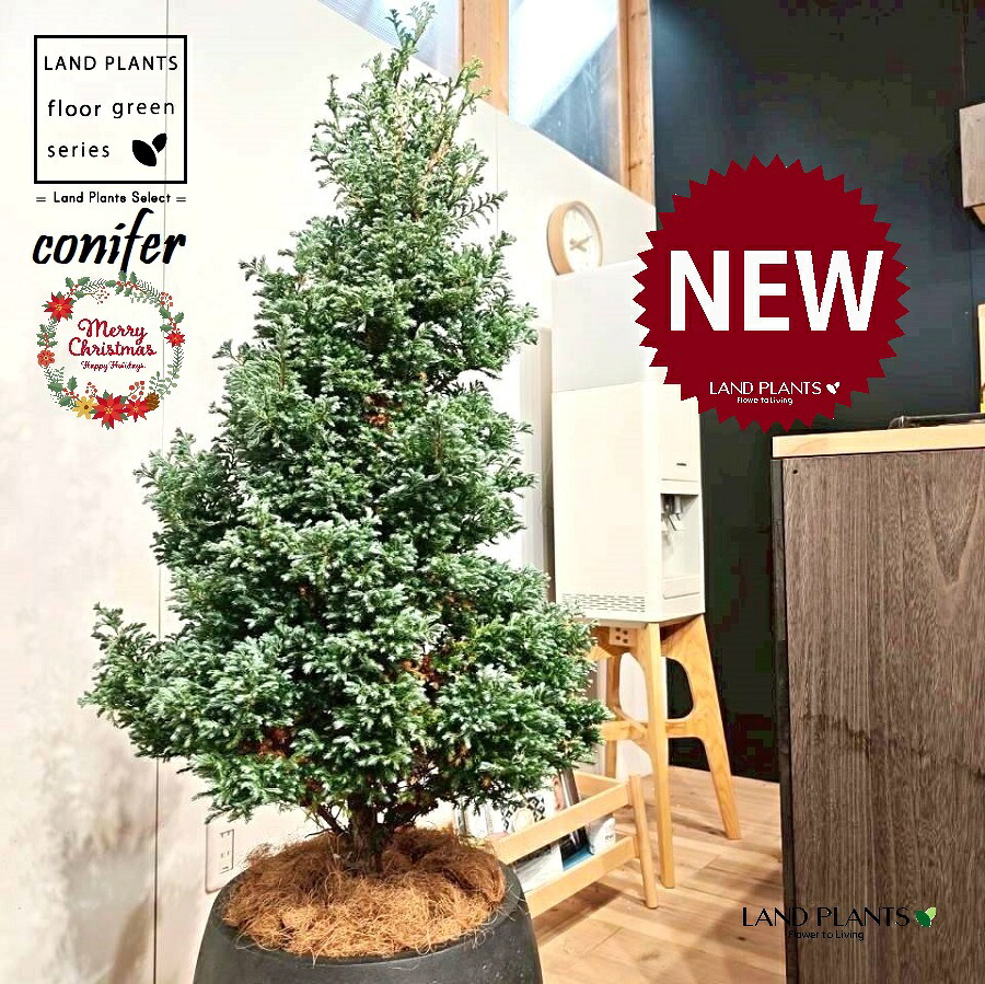 ボールバード（ツリー型：150cm） 10号 黒色 ぽってり スタイリッシュ 植木鉢 1鉢 【受皿・ココファイバー】 クリスマス クリスマスツリー ブルーバード ヒバ コニファー コニファ ヒノキ 針葉樹 Chamaecyparis pisifera'Boulevard'