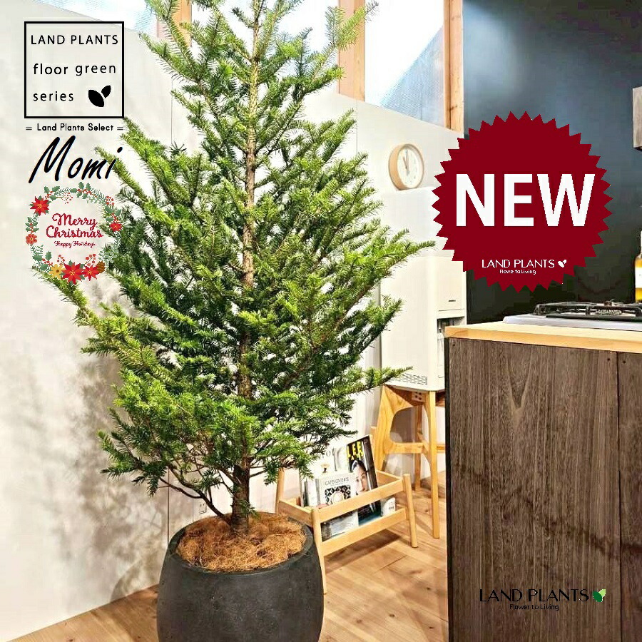 モミの木（ツリー型：180cm） 10号 黒色 ぽってり スタイリッシュ 植木鉢 1鉢 【受皿・ココファイバー】 クリスマスツリー もみ モミノ木 樅 樅の木 モミノキ f. pendula Honda シダレモミ Momi fir Japanese fir Abies firma