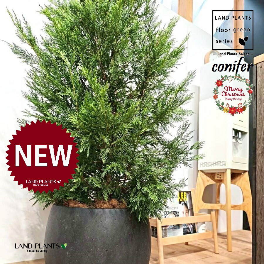 レイランディ（ツリー型：170cm） 10号 黒色 ぽってり スタイリッシュ 植木鉢 1鉢 【受皿・ココファイバー】 クリスマスツリー ヒバ コニファー コニファ レイランドヒノキ レイランドサイプレスconifer Cupressocyparis leylandii｜LAND PLANTS 店