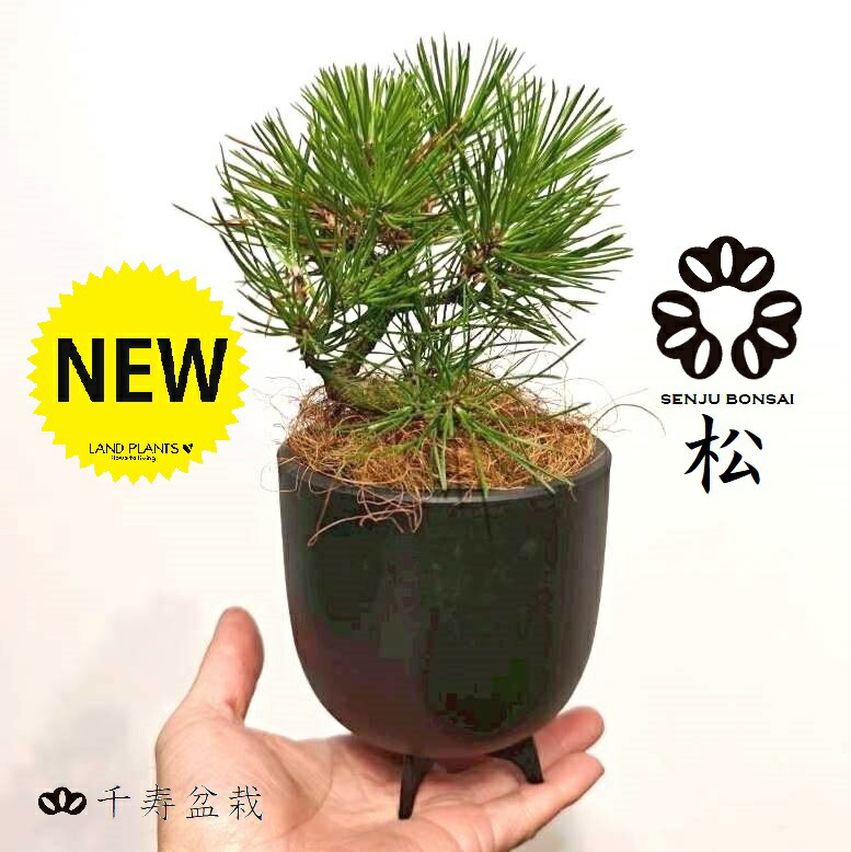 盆栽素材　黒松8 成長中♥ 盆栽素材 黒松8 成長中♥ 黒松小 素材 10本セットの盆栽を販売｜盆栽妙