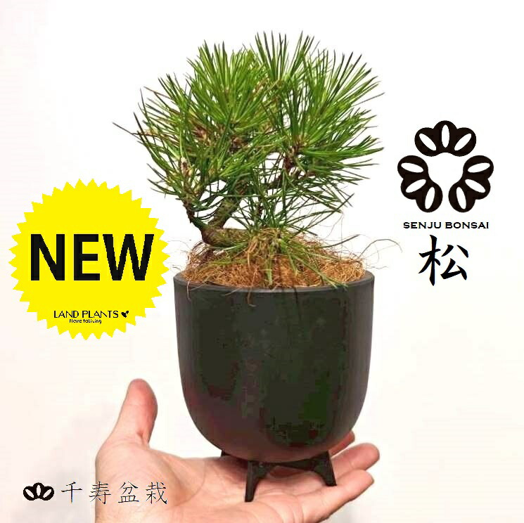 楽天市場】【千寿盆栽】 盆栽 BONSAI 松の木（黒松：クロマツ） 8号