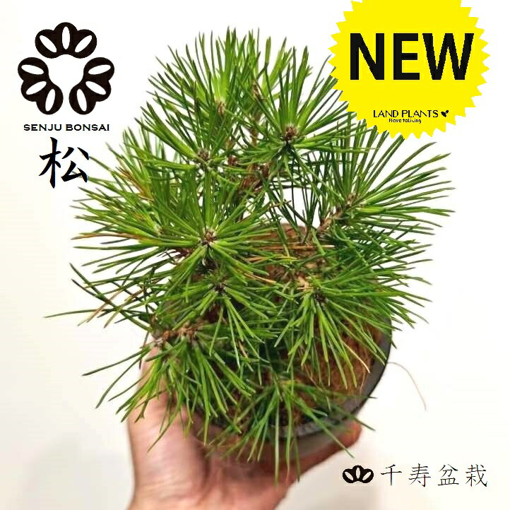 楽天市場】【千寿盆栽】 盆栽 BONSAI 松の木（黒松：クロマツ） 8号