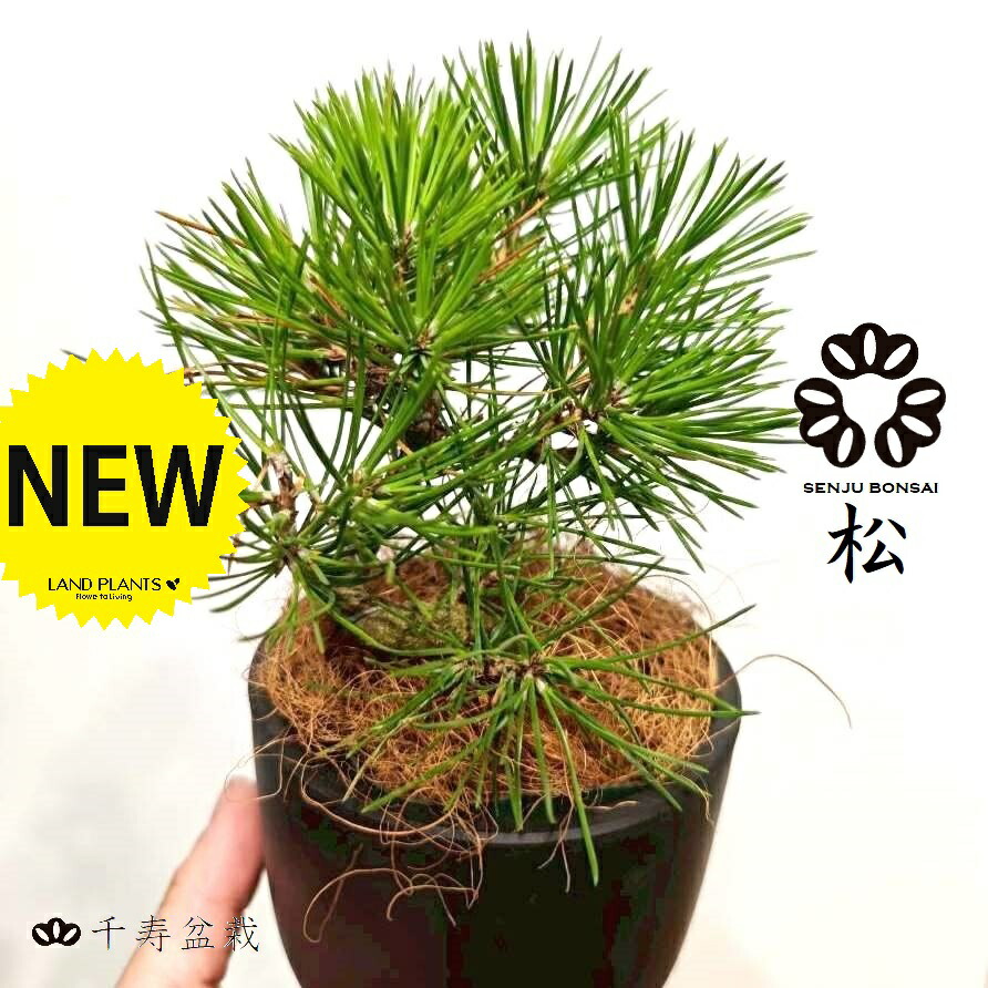 楽天市場】【千寿盆栽】 盆栽 BONSAI 松の木（黒松：クロマツ） 8号