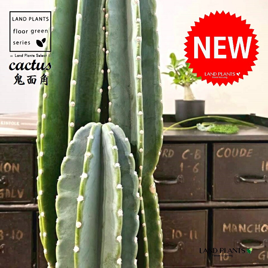 大人気 【即日発送】  【M9LJQQ3O2KW】 限定デザイン